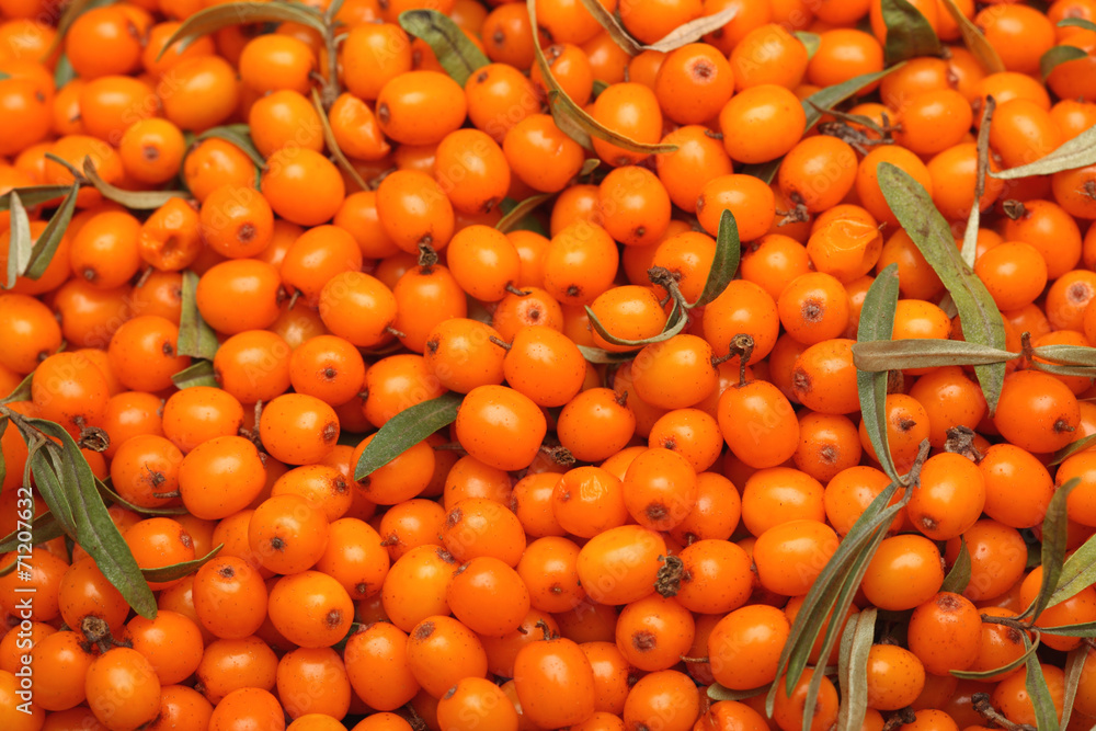 Harvest of Sea buckthorn.