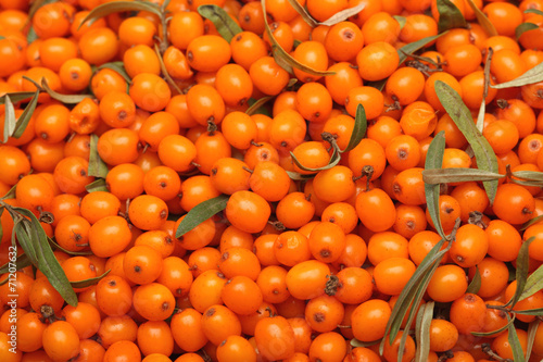 Cuadro en lienzo Harvest of Sea buckthorn.