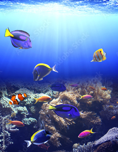 Underwater scene with tropical fish