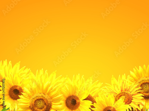 Fototapeta Naklejka Na Ścianę i Meble -  Border with sunflowers