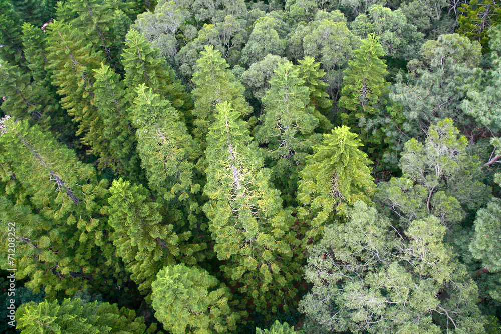 Coniferous forest. Coniferous forest.