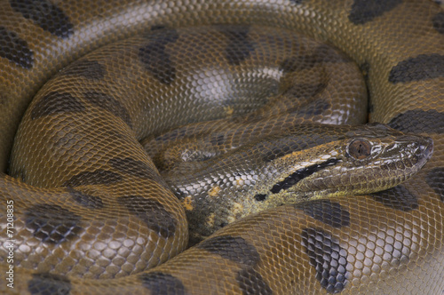 Foto Green anaconda / Eunectes murinus