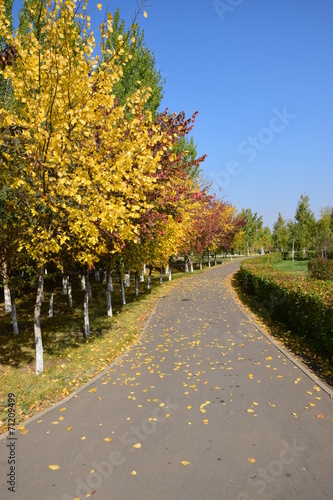 A curved path with colourful trees in autumn