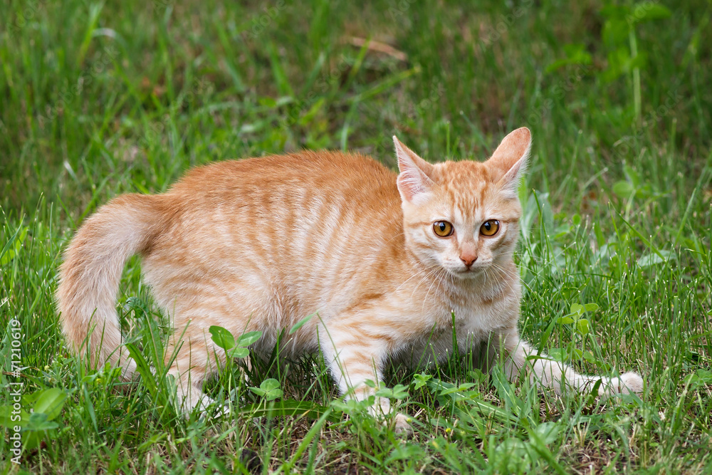 Young cat playing in green grass at park.