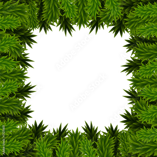 Christmas frame of fir branches