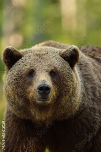Brown bear portrait in forest