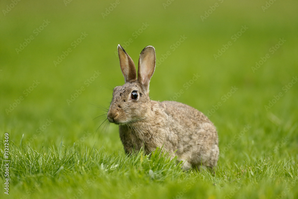 Rabbit, Oryctolagus cuniculus Rabbit, Oryctolagus cuniculus