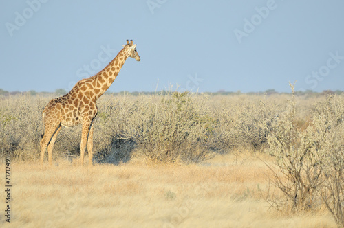 Giraffe, Etosha National Park, Namibia © dpreezg