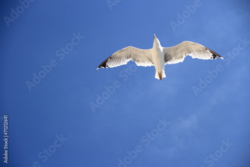 One seagull on the blue sky as background