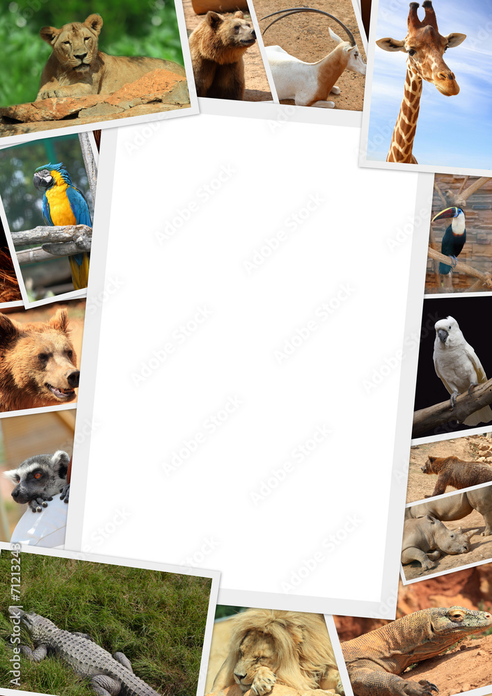 Fototapeta premium Frame with collection of wild animals photography