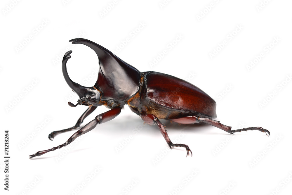 Rhinoceros beetle Rhinoceros beetle