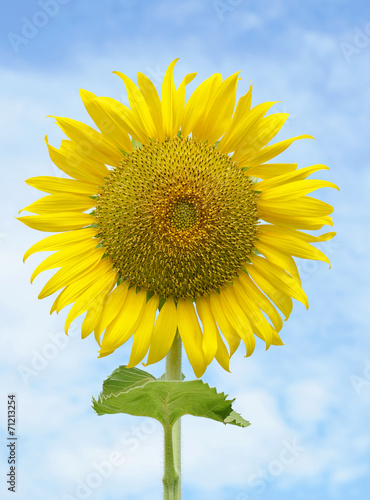 Beautiful sunflower against blue sky