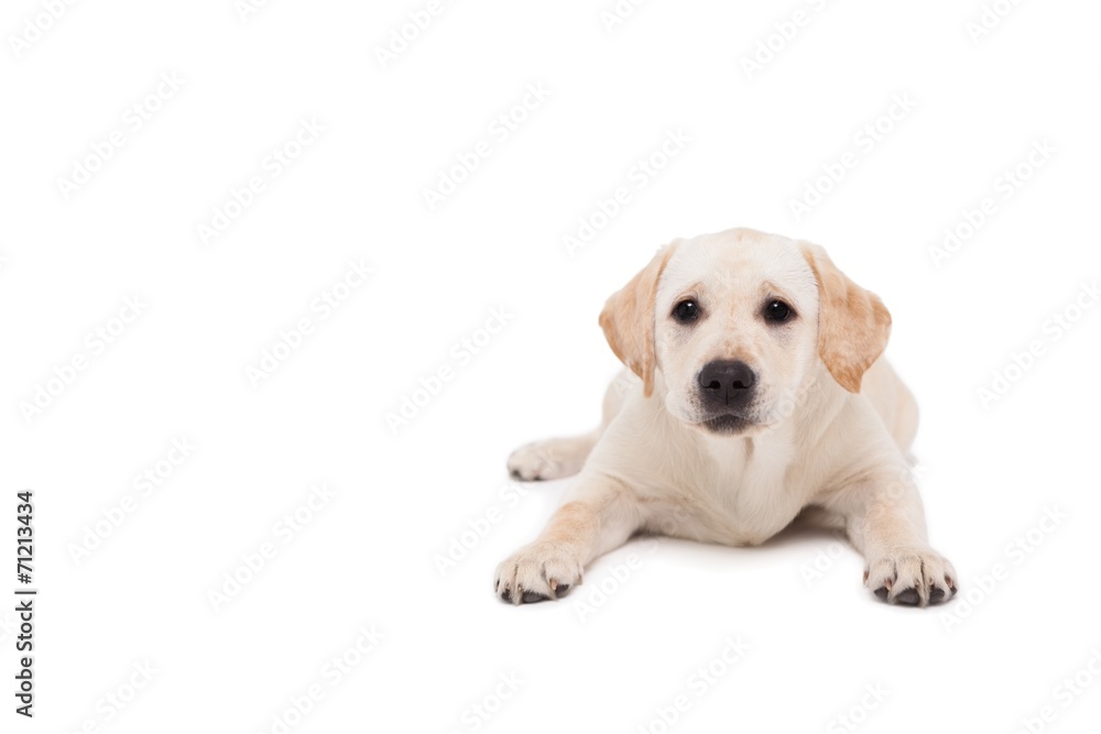Cute dog lying down alone and looking at camera