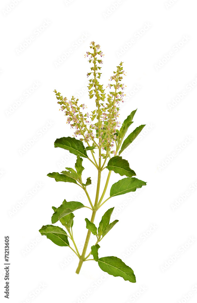 Naklejka premium Basil stalk on a white background.