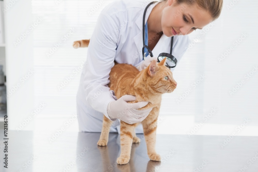 Vet checking a cats skin
