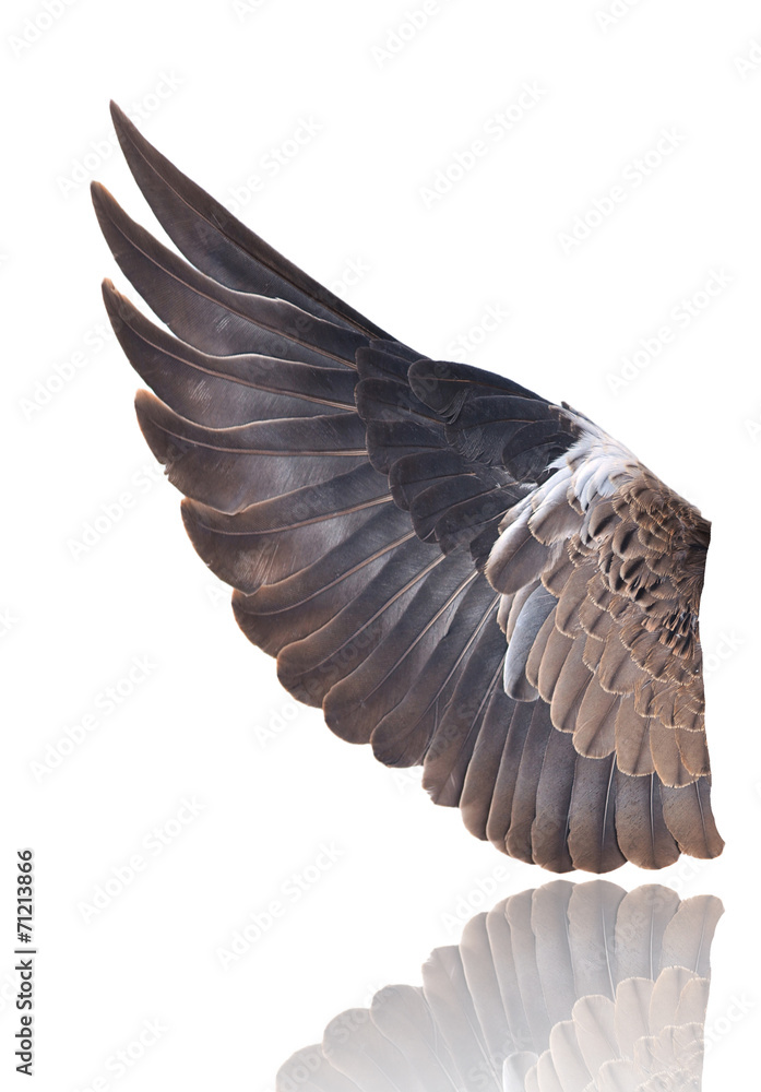 Naklejka premium Pinion on the sprawling white