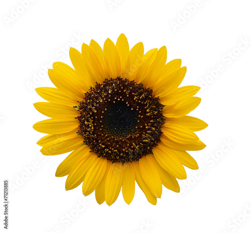 Sunflower isolated on white background