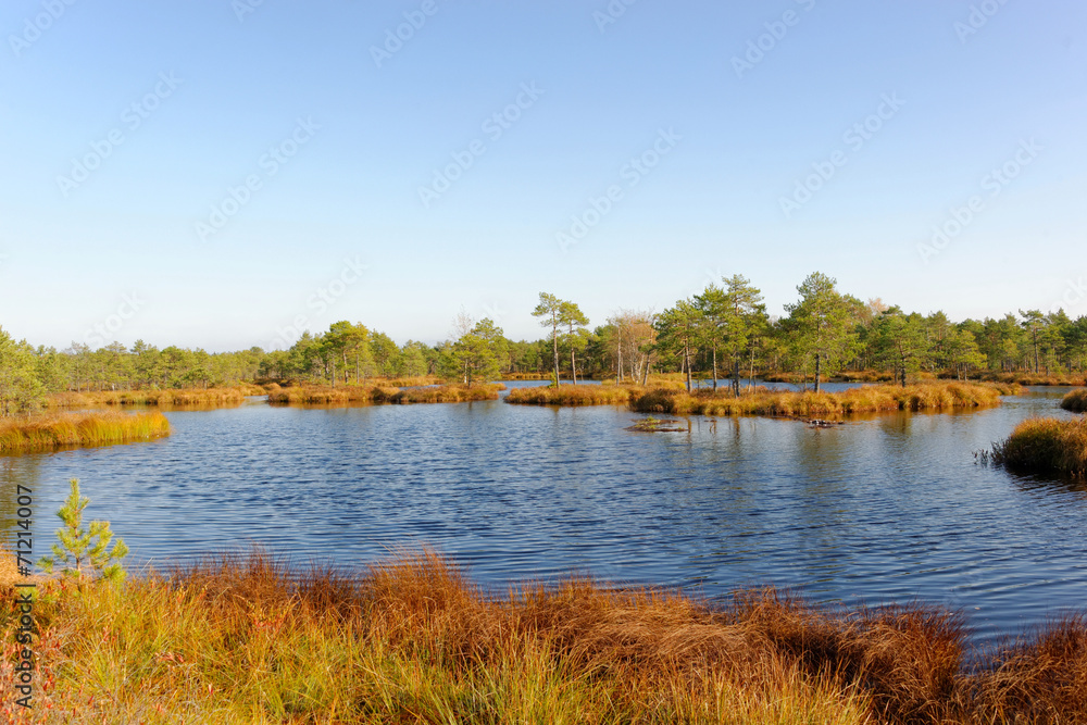 Bog-pools