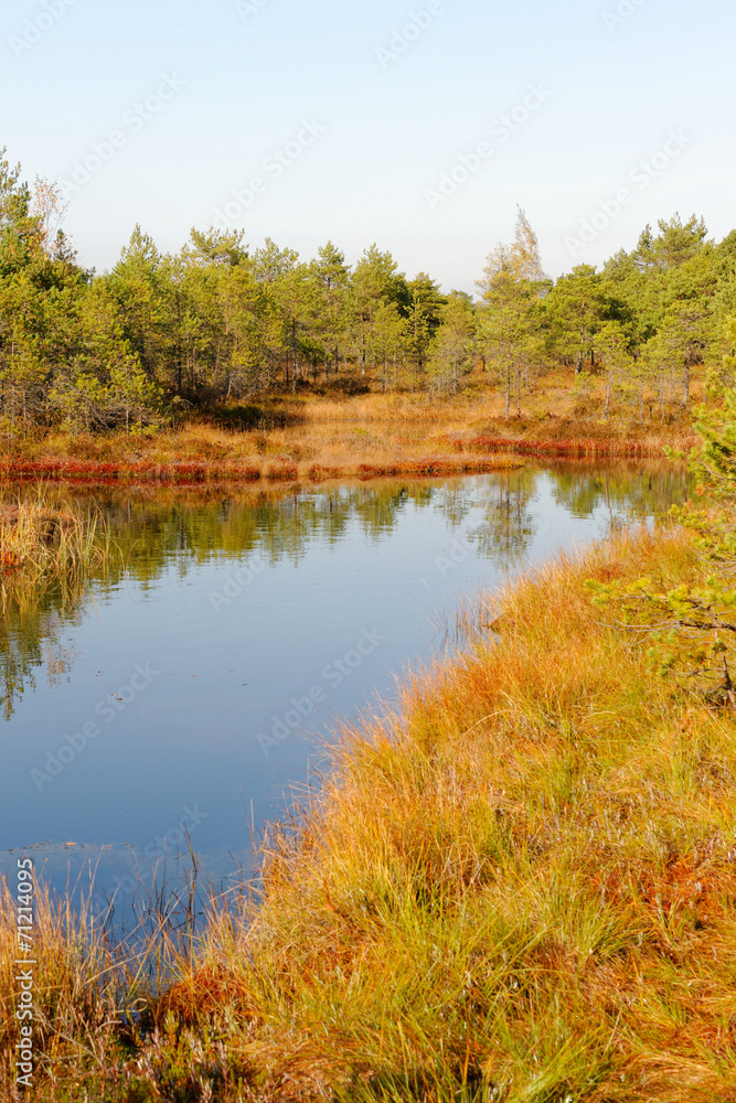 Bog-pools Bog-pools