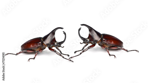 Rhinoceros beetle photo
