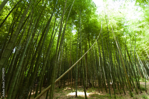 Light in the bamboo forest