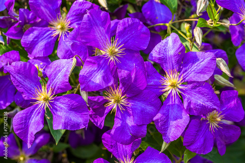 Purple clematis flowers