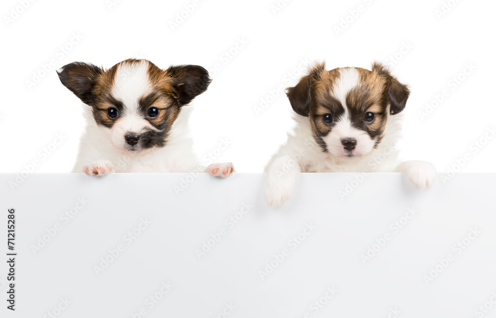 Two Papillon puppies on white background