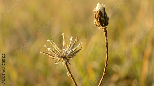dry plant