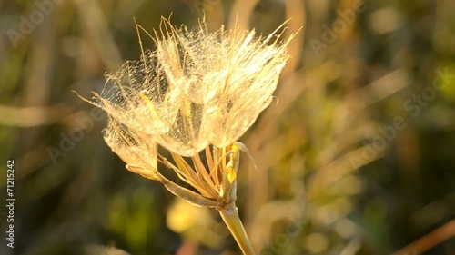 dry plant