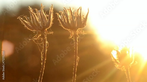 dry plant