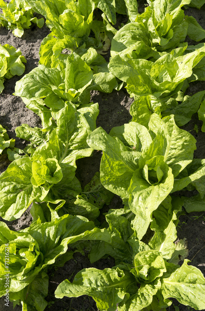 Green chicory plants in the organic vegetable garden. Green chicory plants in the organic vegetable garden.