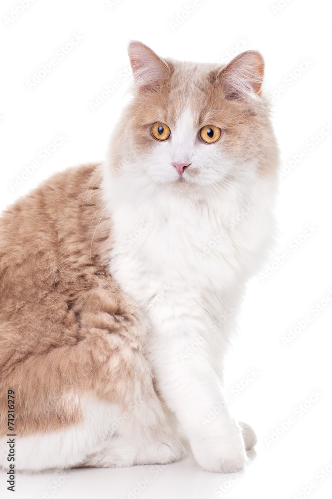 Ginger Cat isolated over white background.