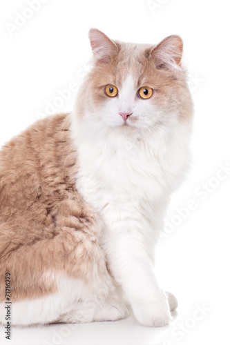 Ginger Cat isolated over white background.