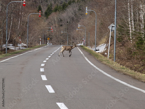 道路を横切るシカ photo