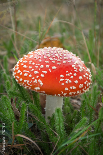 Red amanita mushroom