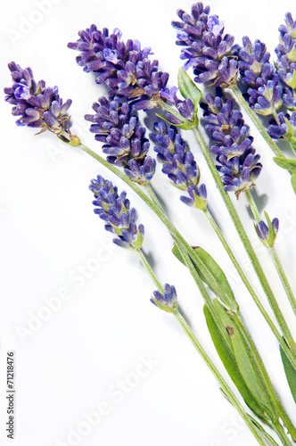 Fresh lavender