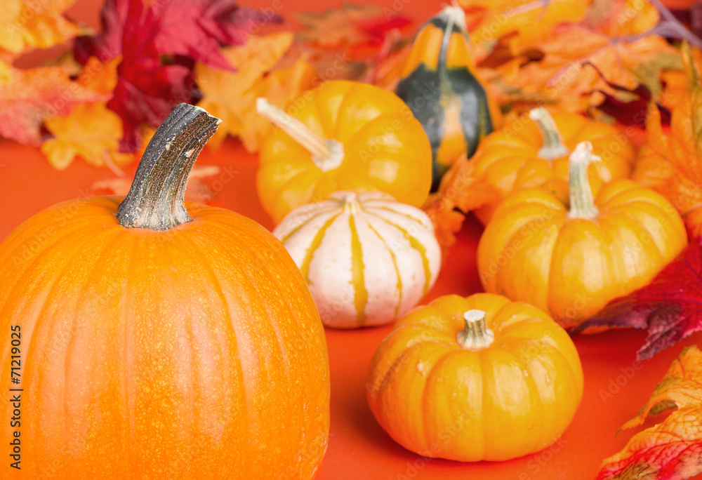 Pumpkin Up Close Pumpkin Up Close