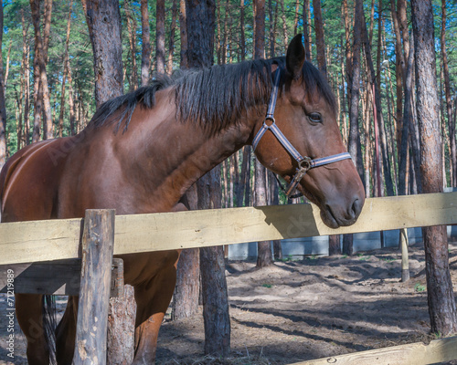 Horse, Ukraine, Dnipropetrovsk region. October 2014. © kamira