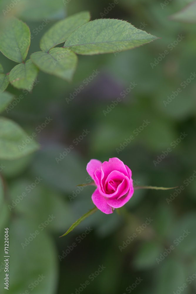 咲きかけのバラ