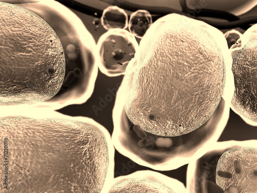 cholesterol, cell