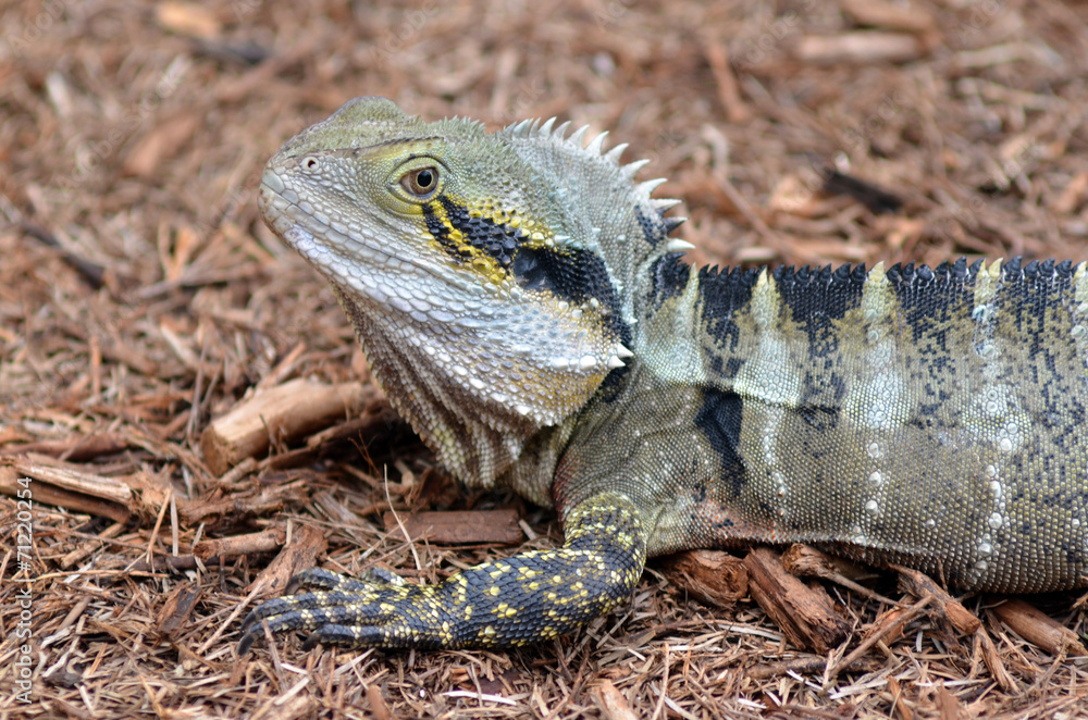 Fototapeta premium Australian Eastern Water Dragon