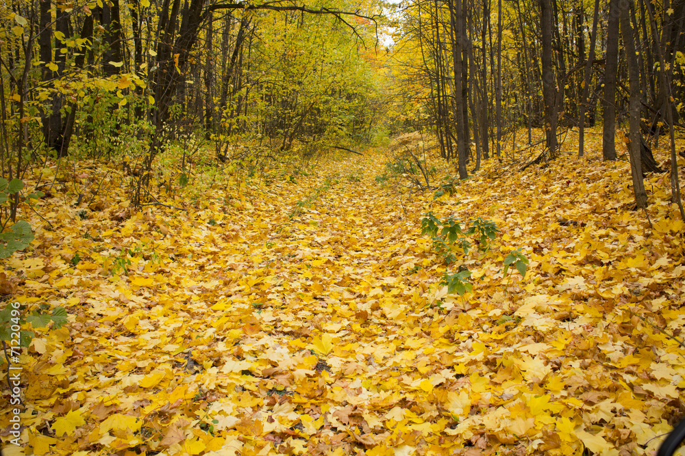 alley strewn with yellow autumn leaves lining the trees alley strewn with yellow autumn leaves lining the trees