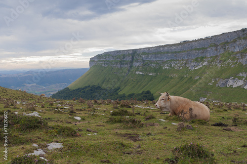 cow lying in the high mountain pastures