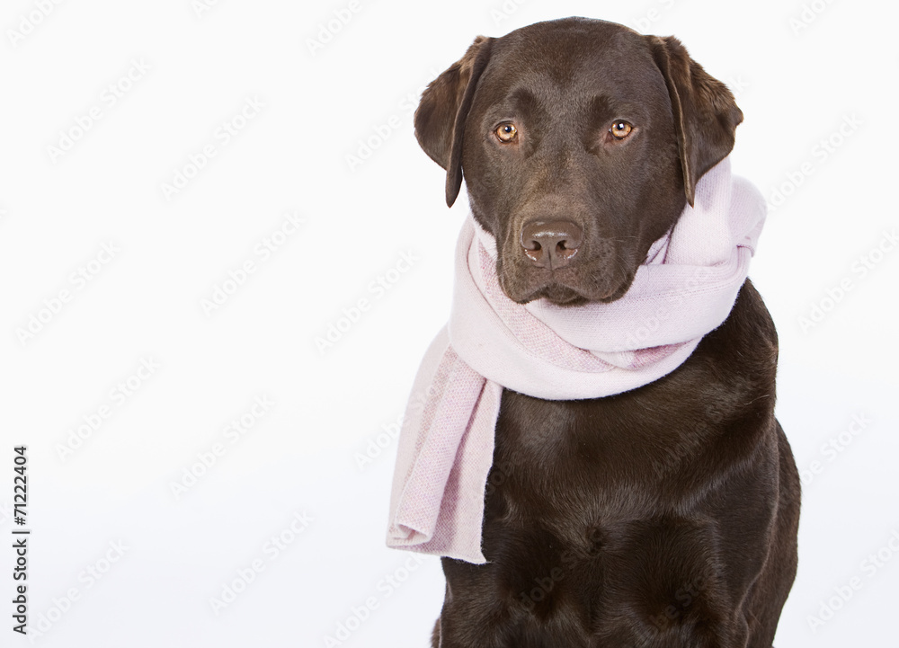 Chocolate Labrador in Pink Scarf