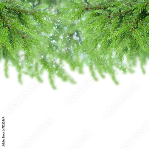 fir tree border