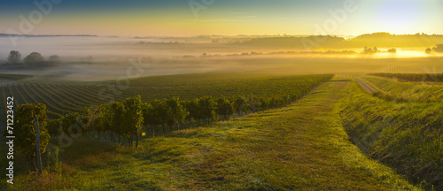 Vineyard Sunrise