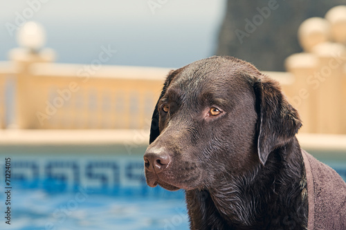 Labrador by Swimming Pool