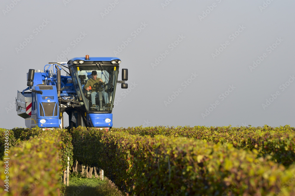 Naklejka premium Mechanical harvesting of grapes in the vineyard