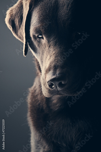 Sad Chocolate Labrador