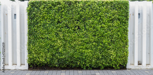 Natural green wall with  pavement